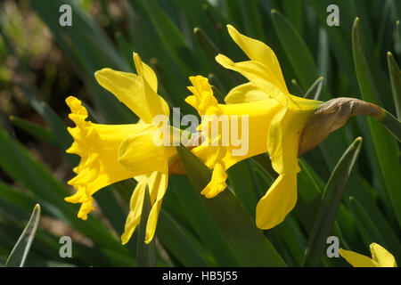 Narcissus pseudonarcissus, JONQUILLE Banque D'Images