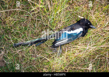 Corps d'une pie morte sur un sentier Banque D'Images
