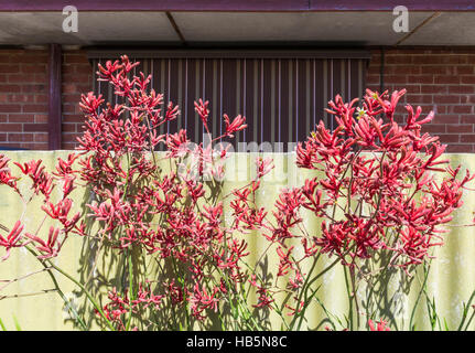 Jardin de banlieue australienne typique scène de patte de kangourou contre de plus en plus une vieille clôture et auvent de fenêtre Banque D'Images