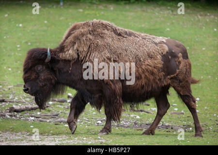 Le bison des bois (Bison bison athabascae), également connu sous le nom de la montagne du bison. Banque D'Images