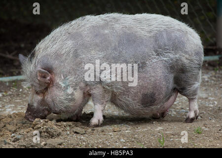 Pot-bellied pig (Sus scrofa domesticus). Animal domestique. Banque D'Images