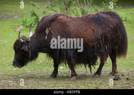 Yak domestique (Bos grunniens). Animal domestique. Banque D'Images