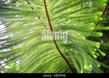 Close up de pin de Norfolk Banque D'Images