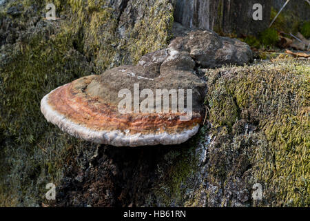 Champignons Lingzhi, la médecine traditionnelle chinoise dans la forêt Banque D'Images