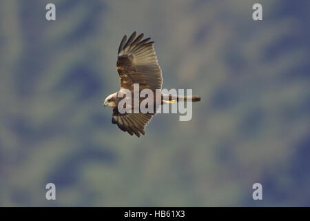 Western Marsh Harrier ( femelle ) Banque D'Images