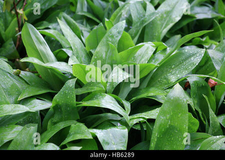 L'Allium ursinum, l'ail sauvage Banque D'Images