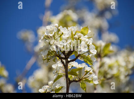 Poirier en fleurs dans le jardin Banque D'Images