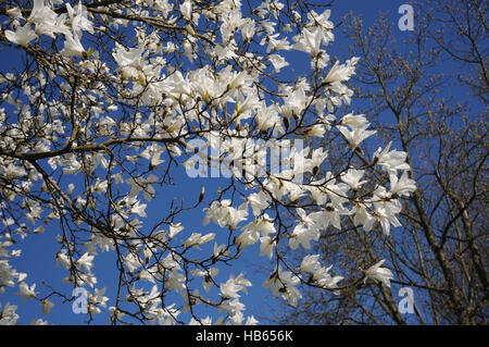 Magnolia salicifolia magnolia à feuilles de saule, Banque D'Images