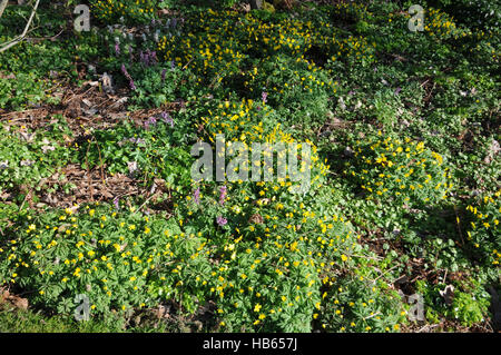 Anemone ranunculoides anémone des bois jaune, Banque D'Images