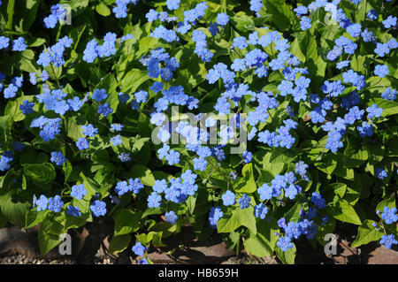 Omphalodes verna, navelwort rampante Banque D'Images