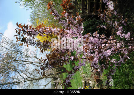 Prunus cistena, originaire Nain Cherry Plum Banque D'Images