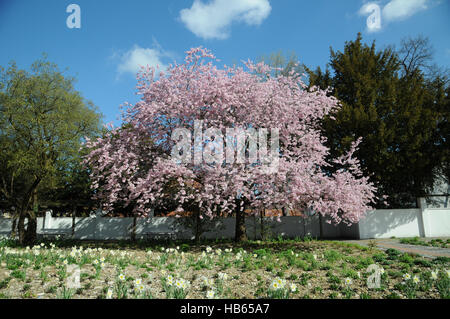 Prunus subhirtella Accolade, Flowering cherry Banque D'Images