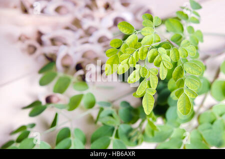 Le moringa (également connu sous le nom de M. oleifera Lam., Futaba, MORINGACÉES marteau kom, légumes hum hum bug, bug de Moringa Hoo) des feuilles et des graines Banque D'Images