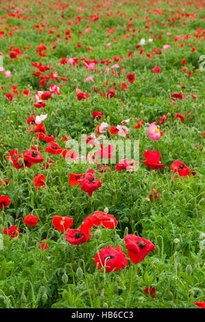 Champ de coquelicots, Wildseed Farms, Fredricksburg, Texas Banque D'Images