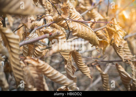 Feuilles de charme Banque D'Images