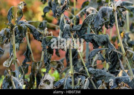 Les feuilles noircies d'un dahlia plante après la première gelée. Banque D'Images