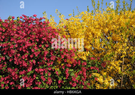 Ribes sanguineum, groseillier à fleurs, Forsythia Banque D'Images