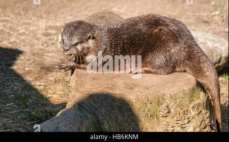 Short-Clawed asiatique Otter (Amblonyx cinereus) Banque D'Images