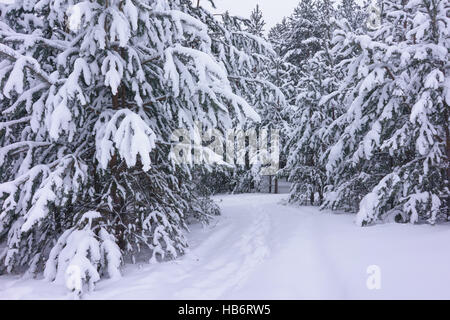 Paysage d'hiver Banque D'Images