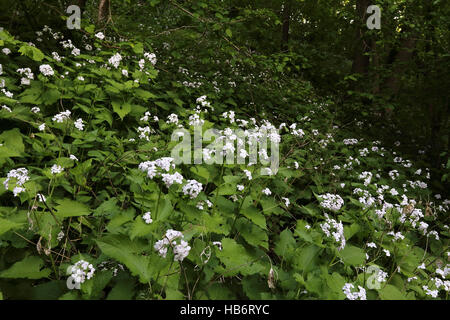 Lunaria rediviva, honnêteté vivaces Banque D'Images