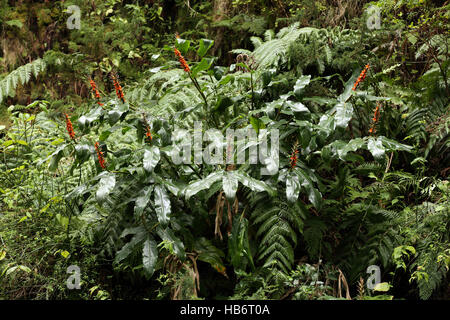 Hedychium gardnerianum, ginger lily, Açores Banque D'Images