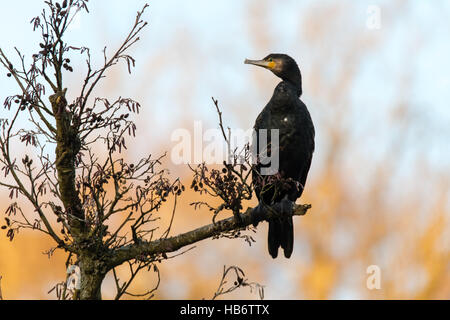 Cormoran (Phalacrocorax carbo) assis dans l'arbre. Grand oiseau de la famille des phalacrocoracidés reposant dans soleil dans le Somerset, Royaume-Uni Banque D'Images