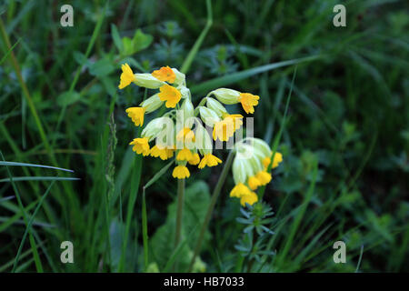 Coucou bleu, Primula veris Banque D'Images