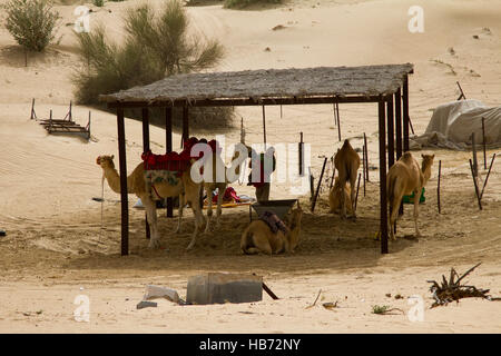 Un groupe de chameaux et un gestionnaire à côté d'un safari camp à Dubaï, Émirats arabes unis. Banque D'Images