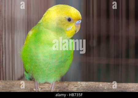 Perruche vert jaune dans la cage Banque D'Images