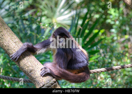 Singe-araignée (Latin-Ateles fusciceps), Zoo de Belize, près de Belize City, Belize Banque D'Images