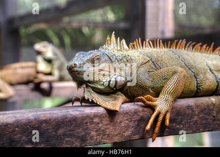 Iguane vert (Iguana) Latin-Iguana, iguane vert, Projet, San Ignacio, Belize Banque D'Images