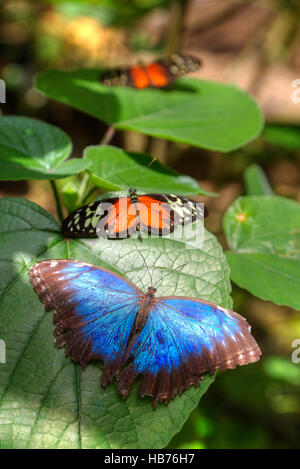 Papillon Bleu Morpho peleides Morpho (premier plan), Tiger (Latin-Heliconius Longwing Butterfly Hecale) contexte, Belize Banque D'Images