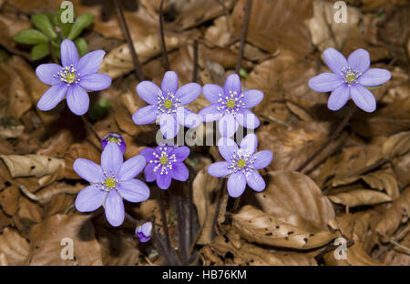 Tour à lobes hepatica Hepatica nobilis Banque D'Images