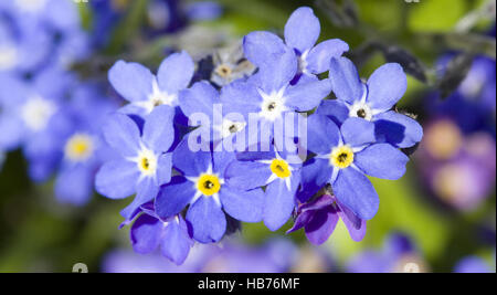 Bois forget-me-not Myosotis sylvatica Banque D'Images