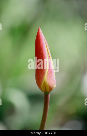 Red bud, tulipes jaune, a souligné avec Banque D'Images