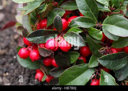 Teaberry Gaultheria procumbens Banque D'Images