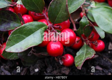 Teaberry Gaultheria procumbens Banque D'Images
