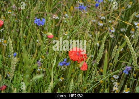 Coquelicot en champ de maïs vert avec le grain de blé et barbeaux Banque D'Images