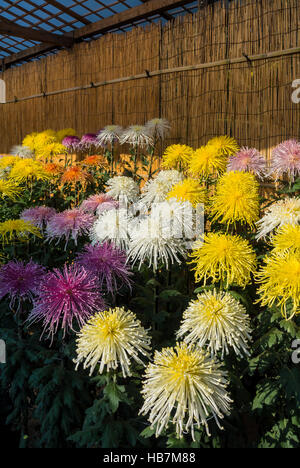 Chrysanthèmes en automne Banque D'Images