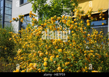 Japonica Pleniflora vexille Banque D'Images