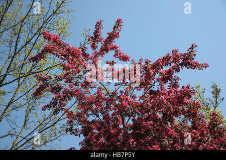 Malus x moerlandsii profusion, pommetier Banque D'Images