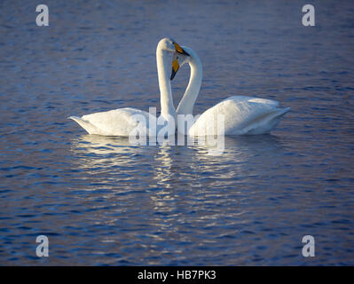 Couple de cygnes chanteurs Banque D'Images