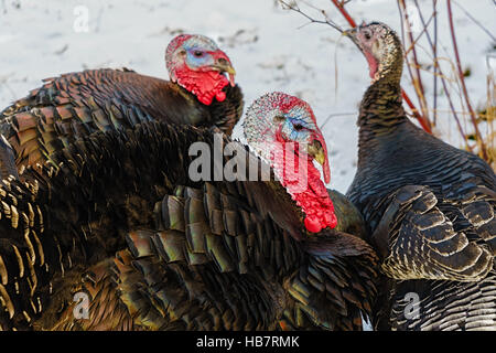 Les dindes dans une ferme d'hiver. Banque D'Images