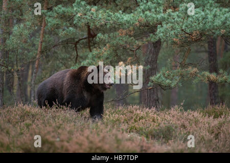 Ours brun européen / Braunbaer ( Ursus arctos ), forte des profils, debout sur une clairière au milieu d'une forêt à scrub. Banque D'Images