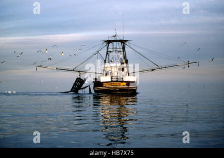 Les crevettes et les bateaux de pêche d'Huîtres et fruits de mer sauvages capturés Banque D'Images