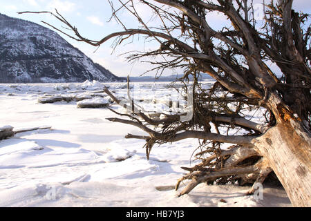 Frozen river paysage avec un arbre déraciné dans Little Stony Point Park, vallée de la rivière Hudson, NY, US. Banque D'Images