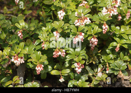 Vaccinium vitis-idea, airelle rouge Banque D'Images