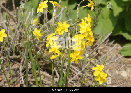 Narcissus jonquilla, Jonquil Banque D'Images