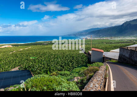 Les plantations de banane sur Tenerife Banque D'Images