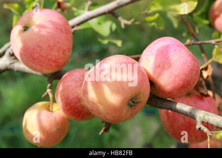 Pommes rouges bien mûrs accrocher sur l'arbre de direction o Banque D'Images